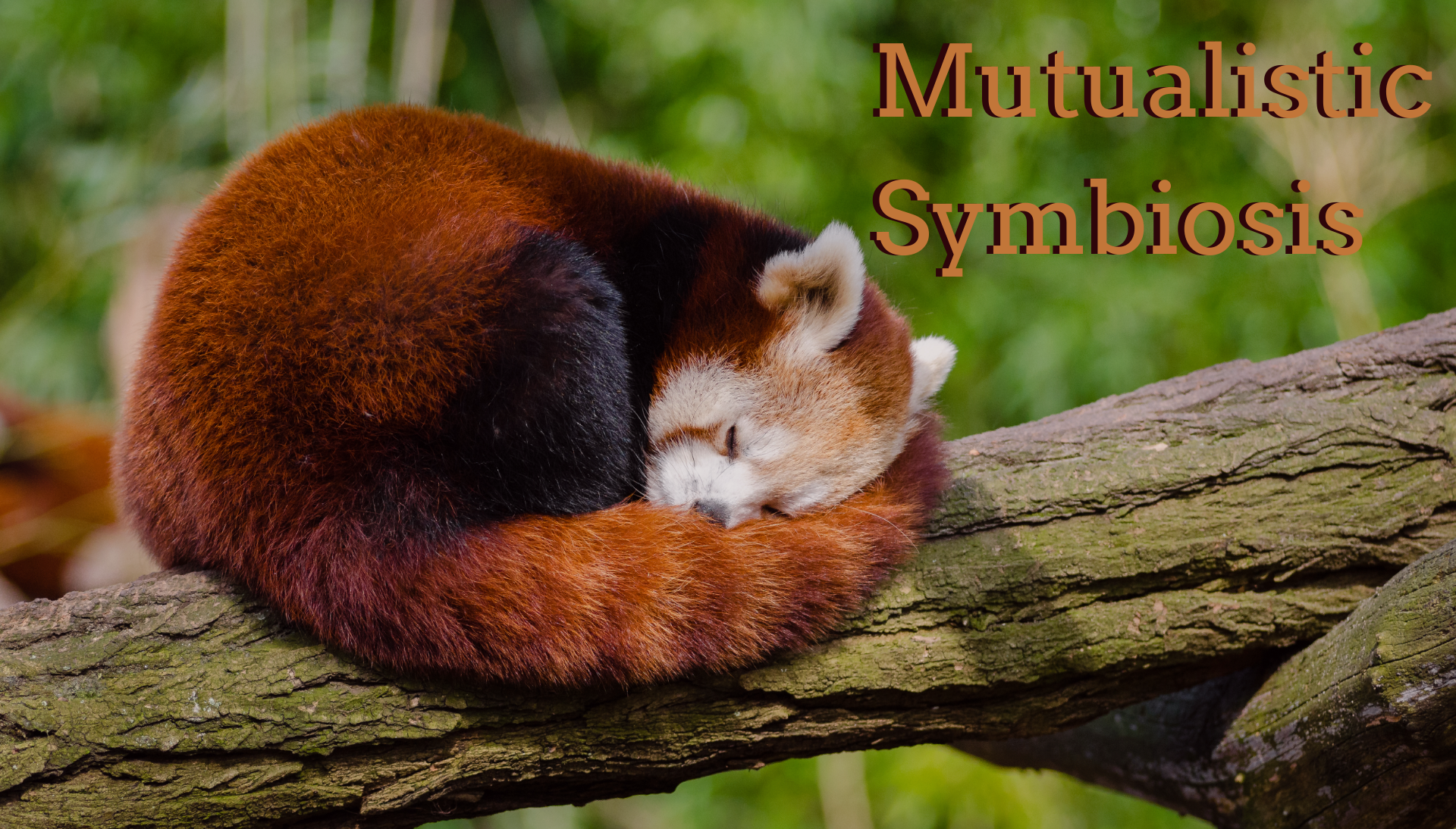 Mutualistic Symbiosis_ (1)